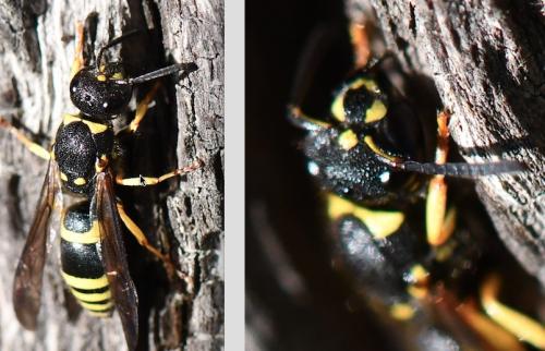 Ancistrocerus sp.